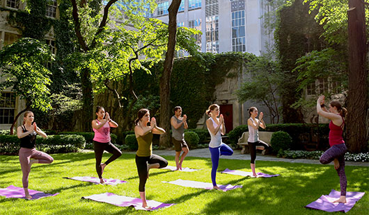 people in yoga poses in a grassy area