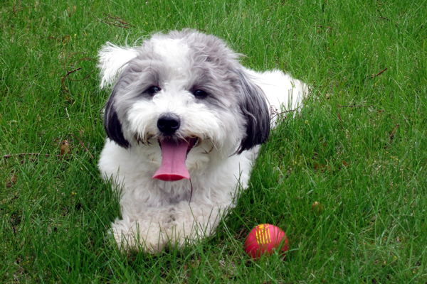 havanese coton mix cocker spaniel shih tzu mix havanese coton mix cocker spaniel shih tzu mix