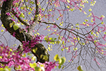 Redbuds in bloom on the Evanston campus. Photo by FJ Gaylor.