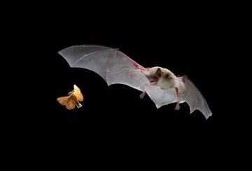A bat flying, catching a moth