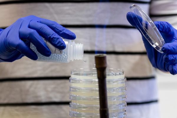 lab experiment