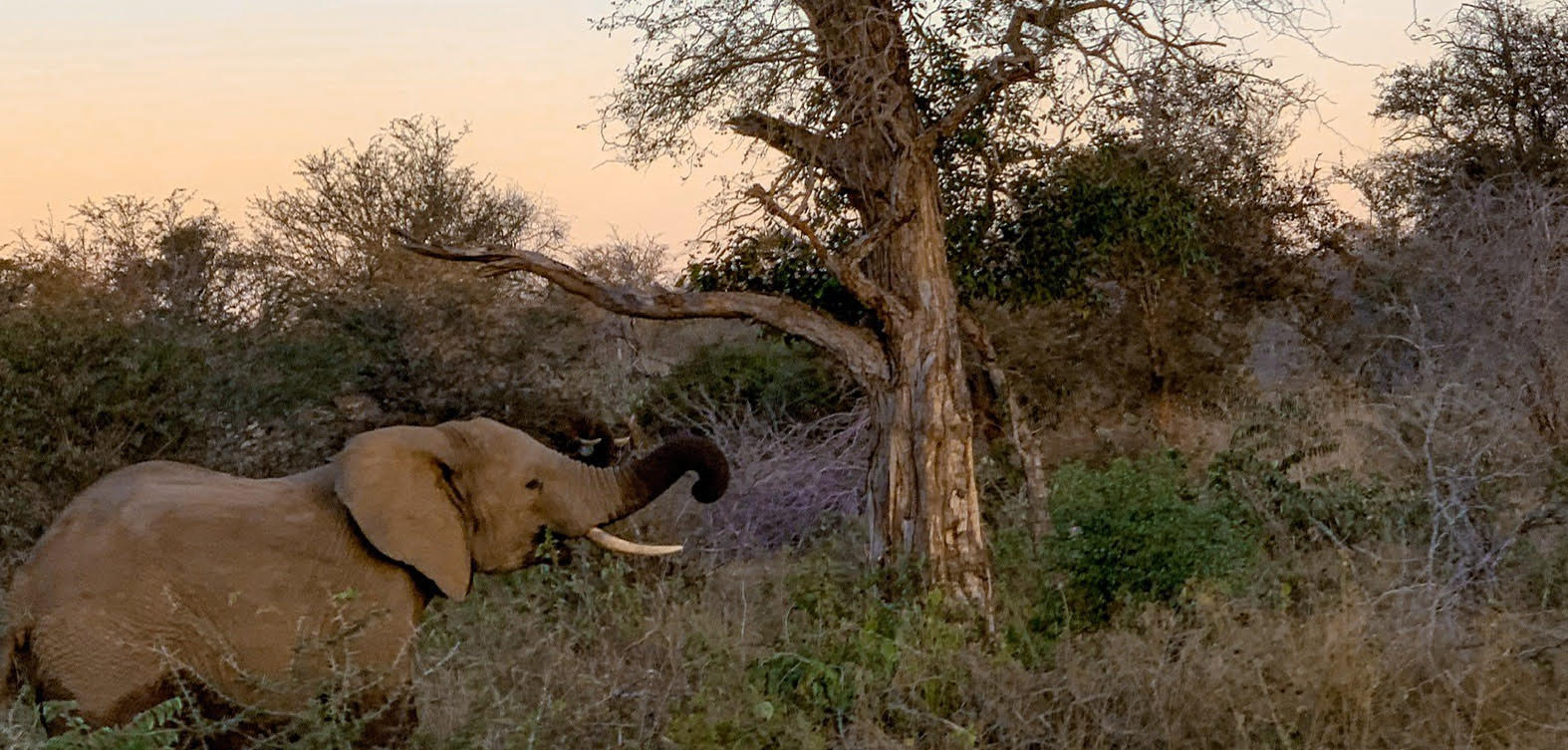 A native elephant in South Africa