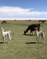 llamas in field