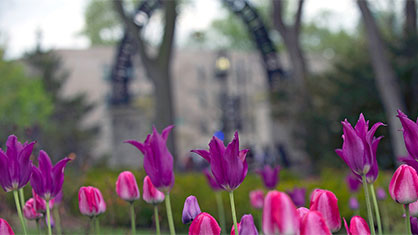 tulips in the foreground with Northwestern arch blurred in the background