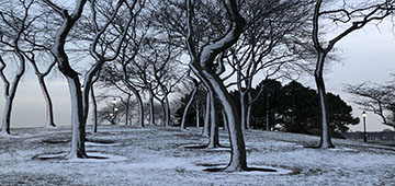 winter trees