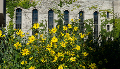 Photo of yellow flowers in front of a Northwestern building.