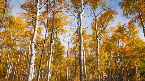 Narrow trees with red and orange leaves.