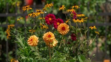 Flowers from the community garden