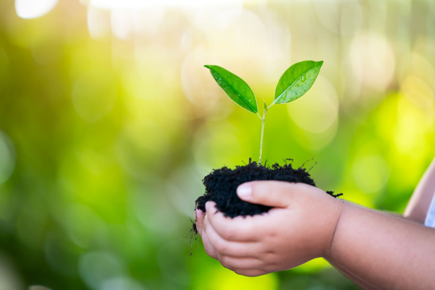 Sustainable Image