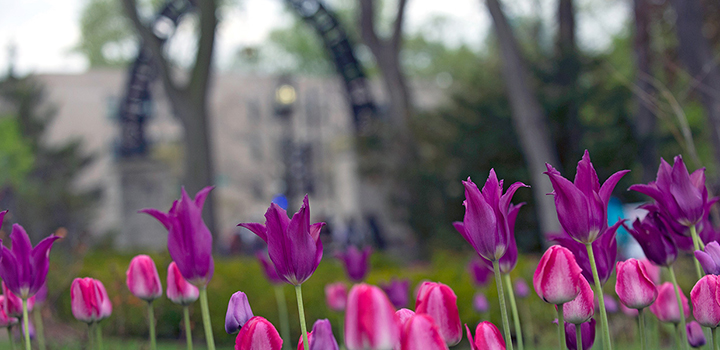 tulips in front of the arch