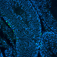 Reproductive cells