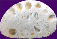 Whole ovary