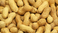 Peanut Allergy Turned Off by Tricking Immune System