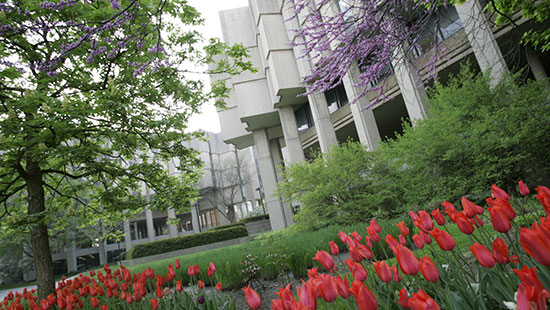Image of campus building and tulips