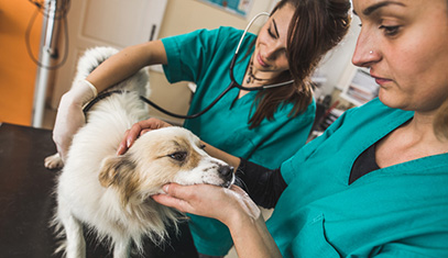 veterinarians examining dog