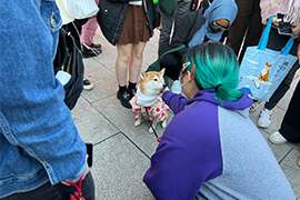 Stumbling upon an adorable Corgi 