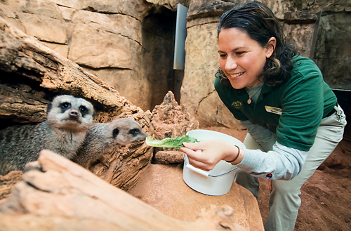 good eats at the zoo northwestern magazine northwestern university animal nutritionist