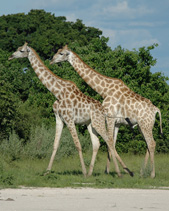 Giraffes