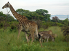 Don't Smile — On Safari in Botswana