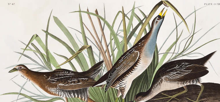 Sora rail