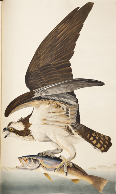 Collections: Birds of a Feather: Northwestern Magazine - Northwestern ...