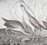 Sora Rail copperplate