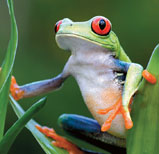 Tree Frog