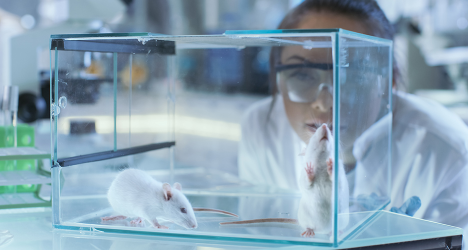 Mouse in lab