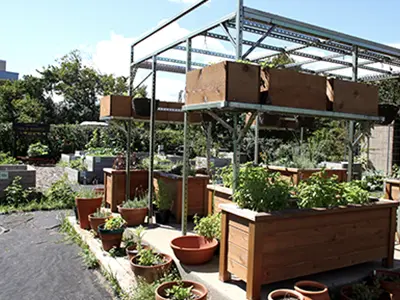 a garden on campus