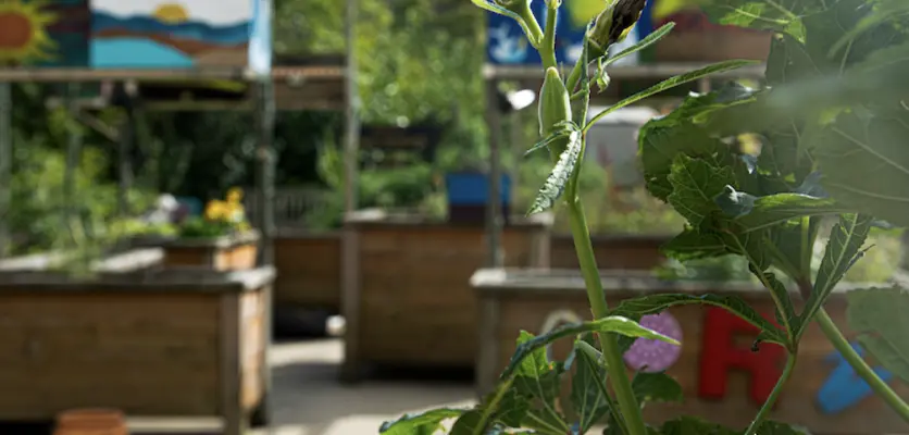 wild roots garden