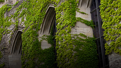 ivy on library building on campus