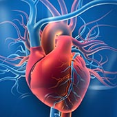 An image of blood vessels surrounding a heart