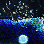 conductive scaffold that is functionalized with PEDOT conductive polymer
