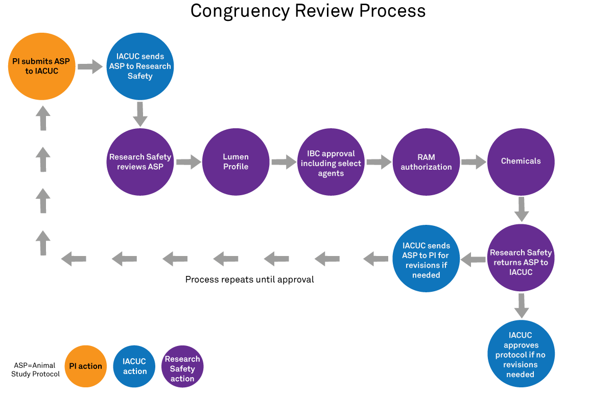 Congruency review process for Animal Study Protocols, including roles of IACUC, Research Safety, and PI