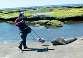 Williams mikes the vocalizations of a juvenile elephant seal at Punta Delgada on Argentina