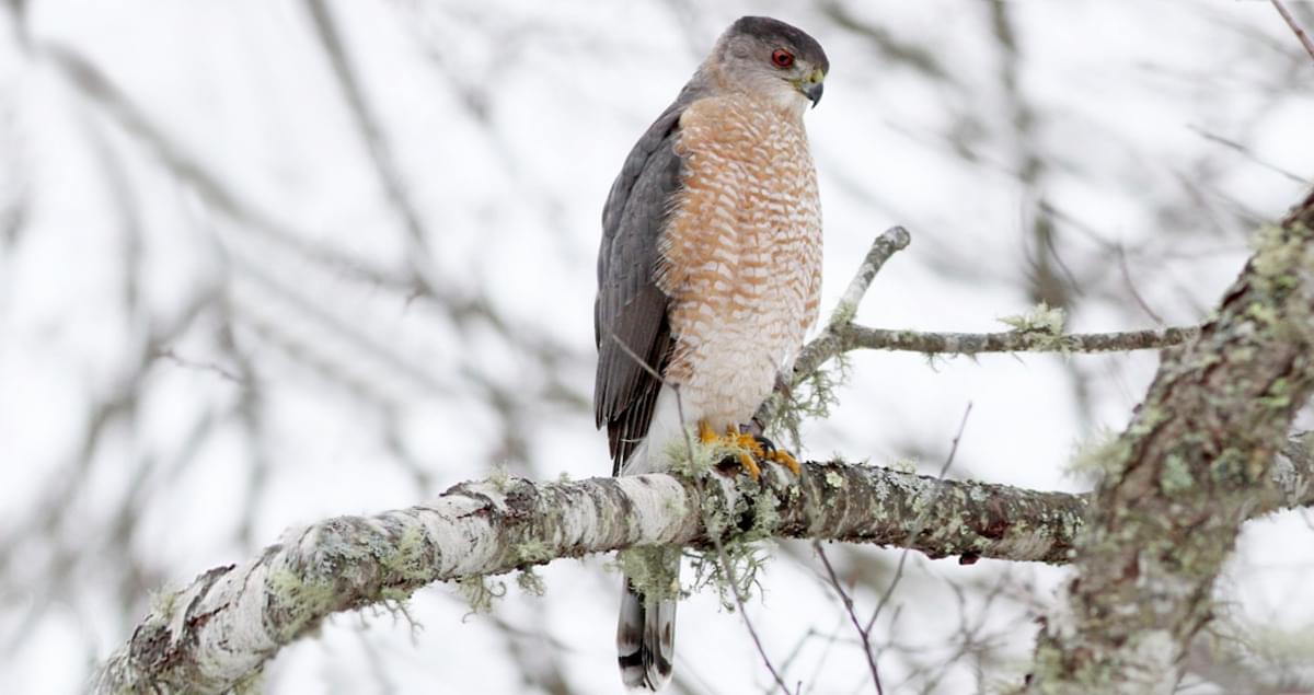 coopers-hawk.jpg