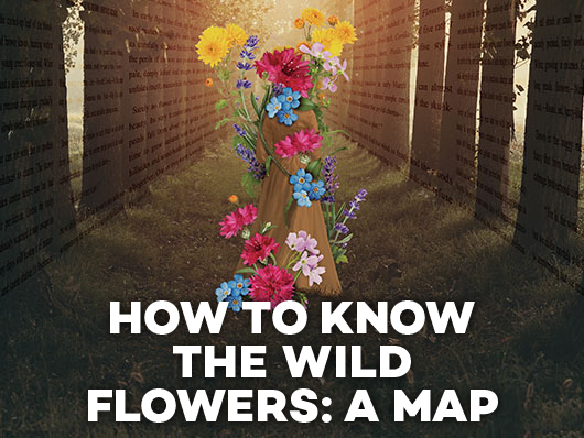 howtoknowwildflowers.jpg