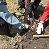 planting tree 