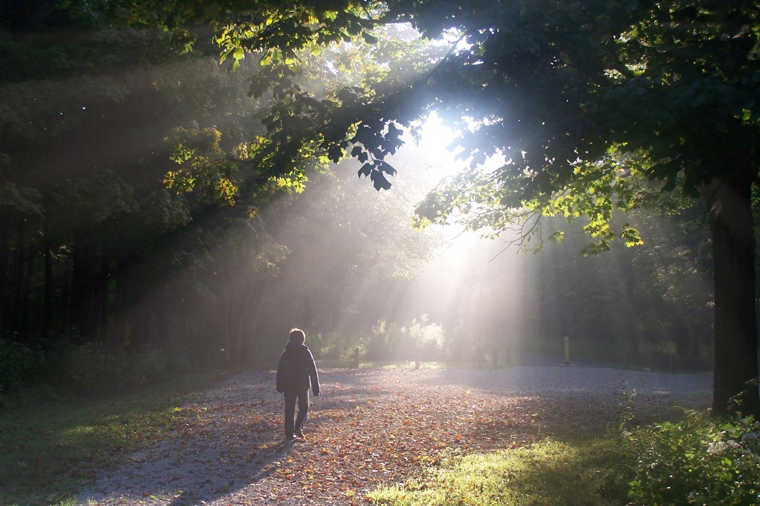 Rays of Hope by Kara Ferracuti