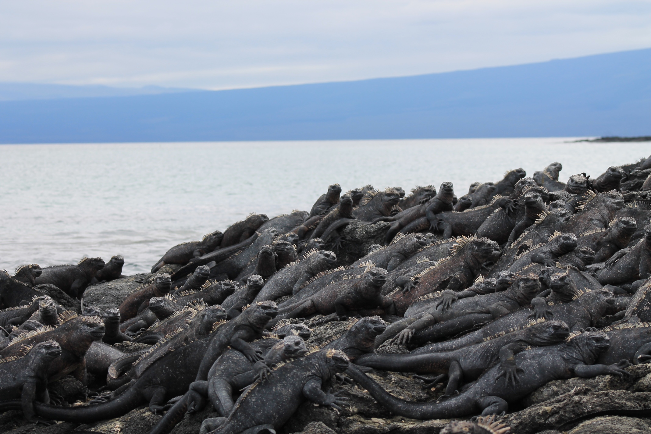 Iguanas on the Rocks by Lauren Masse