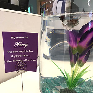fish-tank-1-imx.jpg