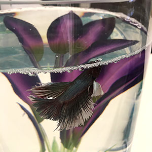 fish-tank-2-imx.jpg
