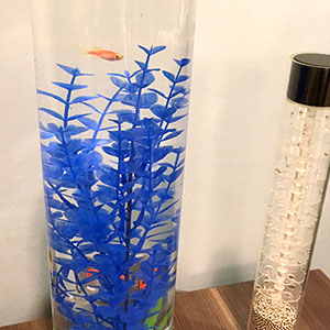 fish-tank-3-imx.jpg